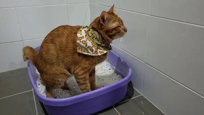 How can I get my senior cat to poop?