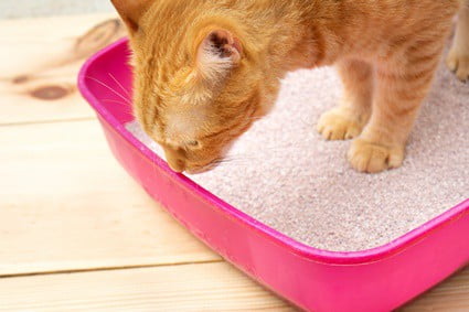How to make a cat poop when constipated