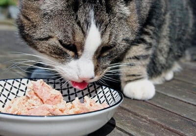 Is It Safe for Cats to Eat Canned Tuna Fish