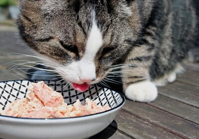 Can Cats Eat Tuna Is It Good Or Bad Canned Cat Food Canned Food