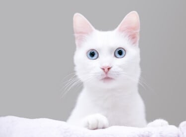 What do dilated cats eyes mean?