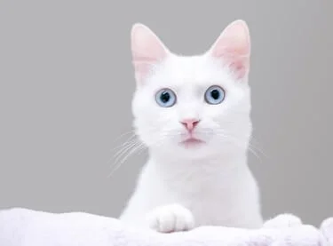 What do dilated cats eyes mean?