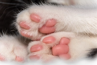 are cats paws supposed to be cold?