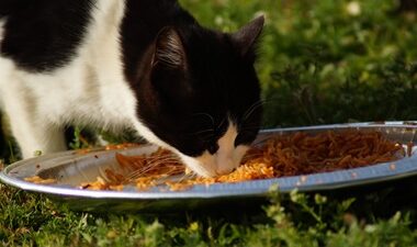 can cats eat cooked chicken and rice?