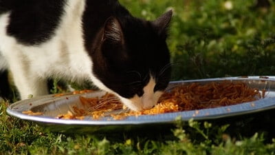 can cats eat cooked chicken and rice?