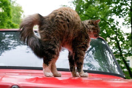 cat arched back tail up