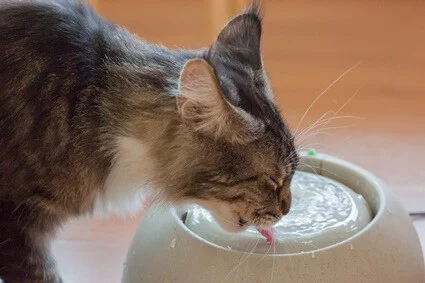 cat choking on water