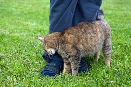 cat constantly under foot