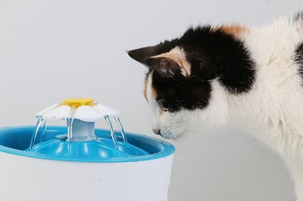 cat coughs after drinking from fountain
