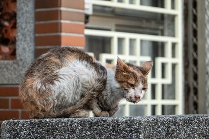 cat drooling excessively suddenly