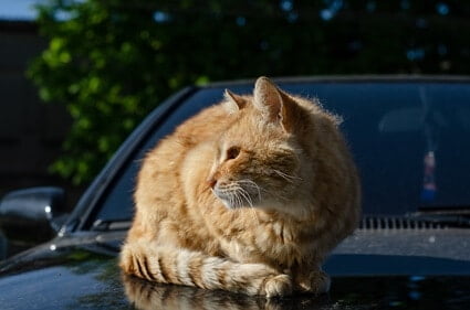 cat fur discoloration