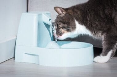 cat hacks after drinking water