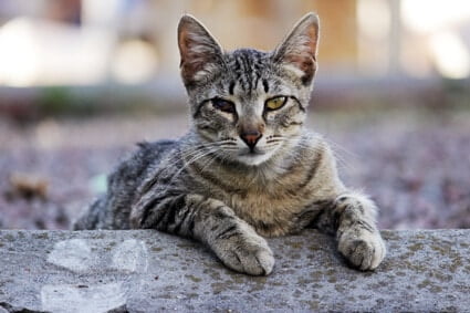 cat has brown discharge from one eye