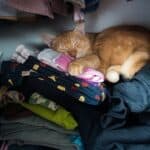 cat-likes-sleeping-on-my-dirty-clothes