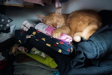 cat-likes-sleeping-on-my-dirty-clothes