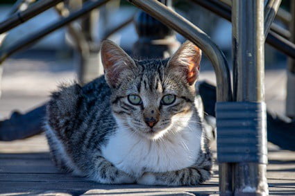 cat-lying-in-loaf-position