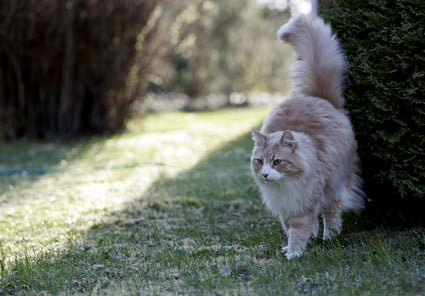 cat-pretending-to-spray