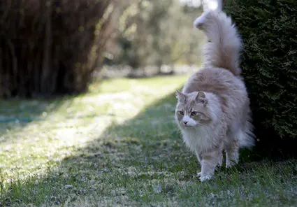 cat-pretending-to-spray