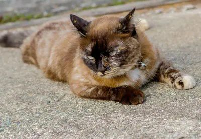 cat-rubbing-whiskers-off