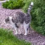 cat-shaking-tail-but-not-spraying