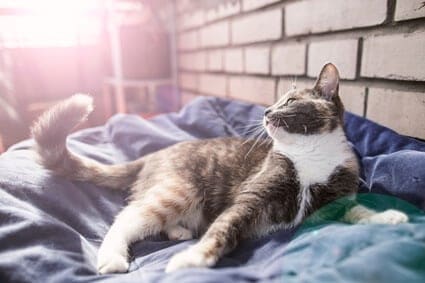 cat wagging tail while sitting