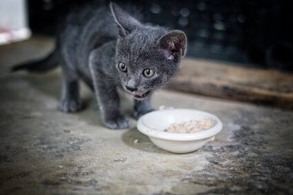 chicken and rice for cats with diarrhea