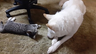 do huskies get along with cats?