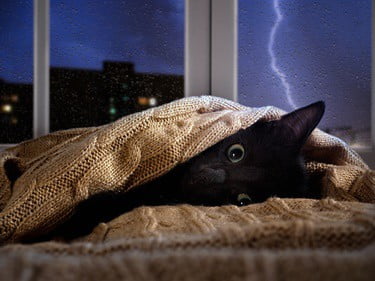 does weather affect cat behavior?