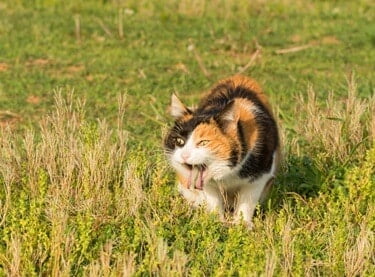 elderly cat vomiting undigested food