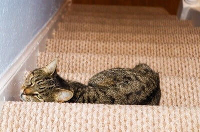 how can i stop my cat scratching the stairs carpet?