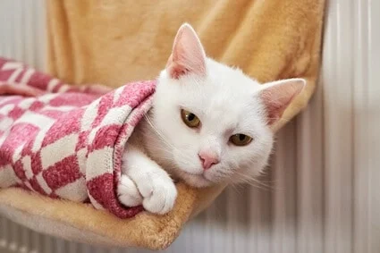 how do i know if my cat is cold?