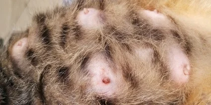 how many nipples do cats have?