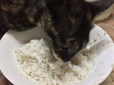 how to cook chicken and rice for cats