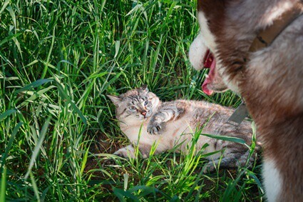 how to train a husky to like cats