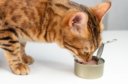 is tuna dangerous for cats?