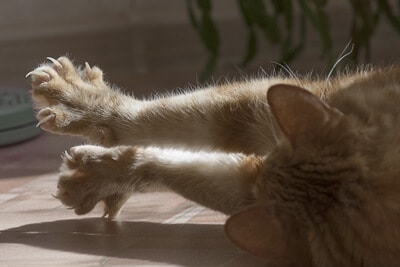 what age do cats learn to retract claws?