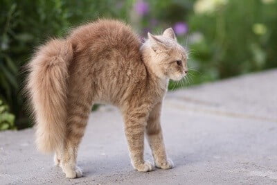 what does it mean when a cat walks with its back arched?