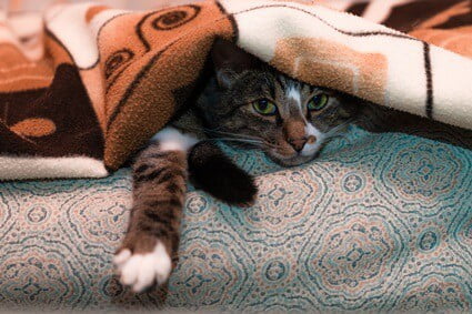 what temperature do cats get cold?