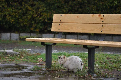 where do cats hide in the rain?