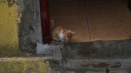 where do cats hide outside when it's raining?