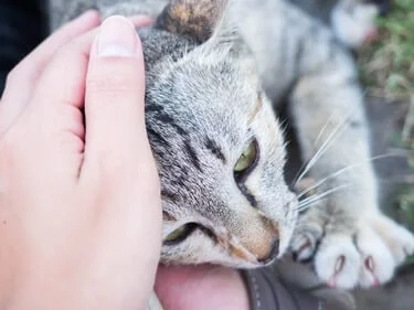 why do cats bury their head in your hand?