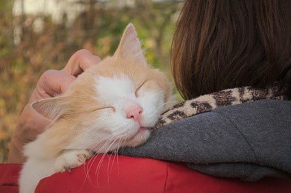 why do cats chew on their owner's hair?