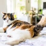 why do cats flick their tails when lying down?
