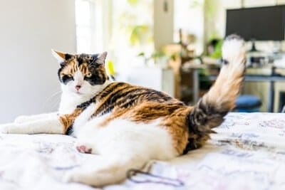 why do cats flick their tails when lying down?