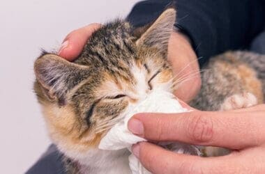 why do cats get eye discharge?