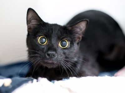 why do cats get wide eyes?