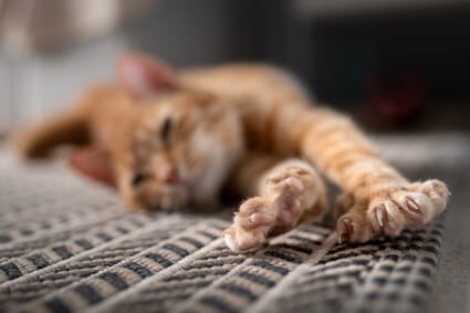 why do cats' paws get cold?