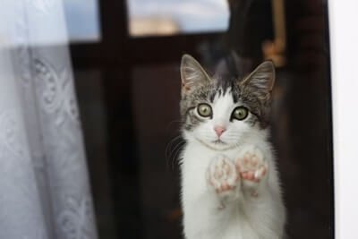 why-do-cats-rub-their-paws-on-windows