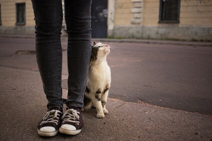 why do cats walk between your legs?
