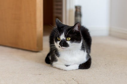why-does-a-cat-sit-like-a-loaf-of-bread?